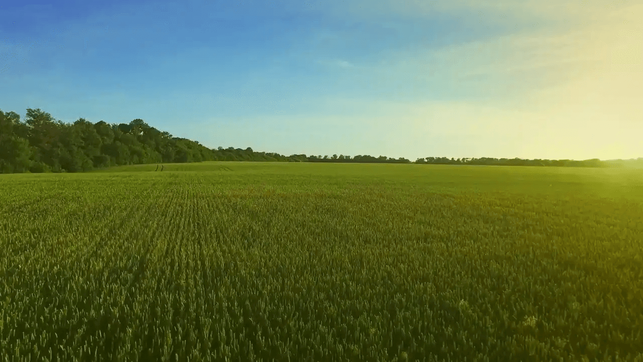 Azotobacter Biofertilizer Manufacturers in Hyderabad